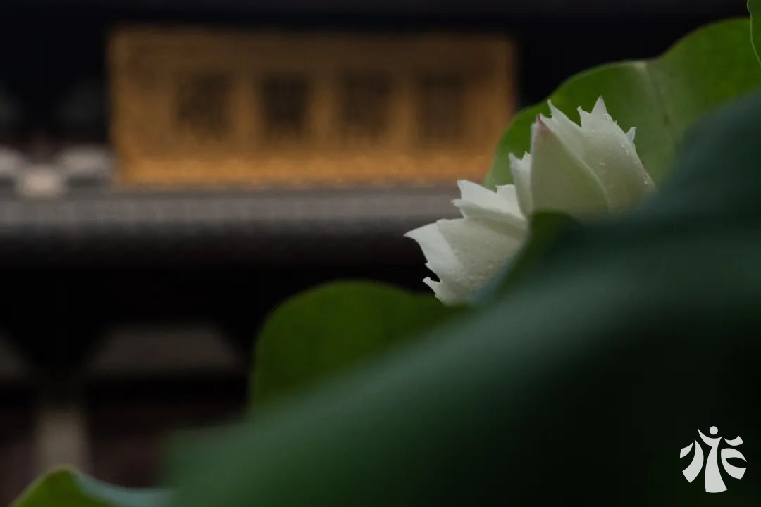 图片115.png